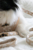 Laisse - Fleur de Sable