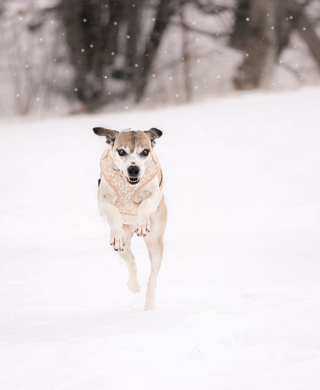 Harnais - Fleur de Sable