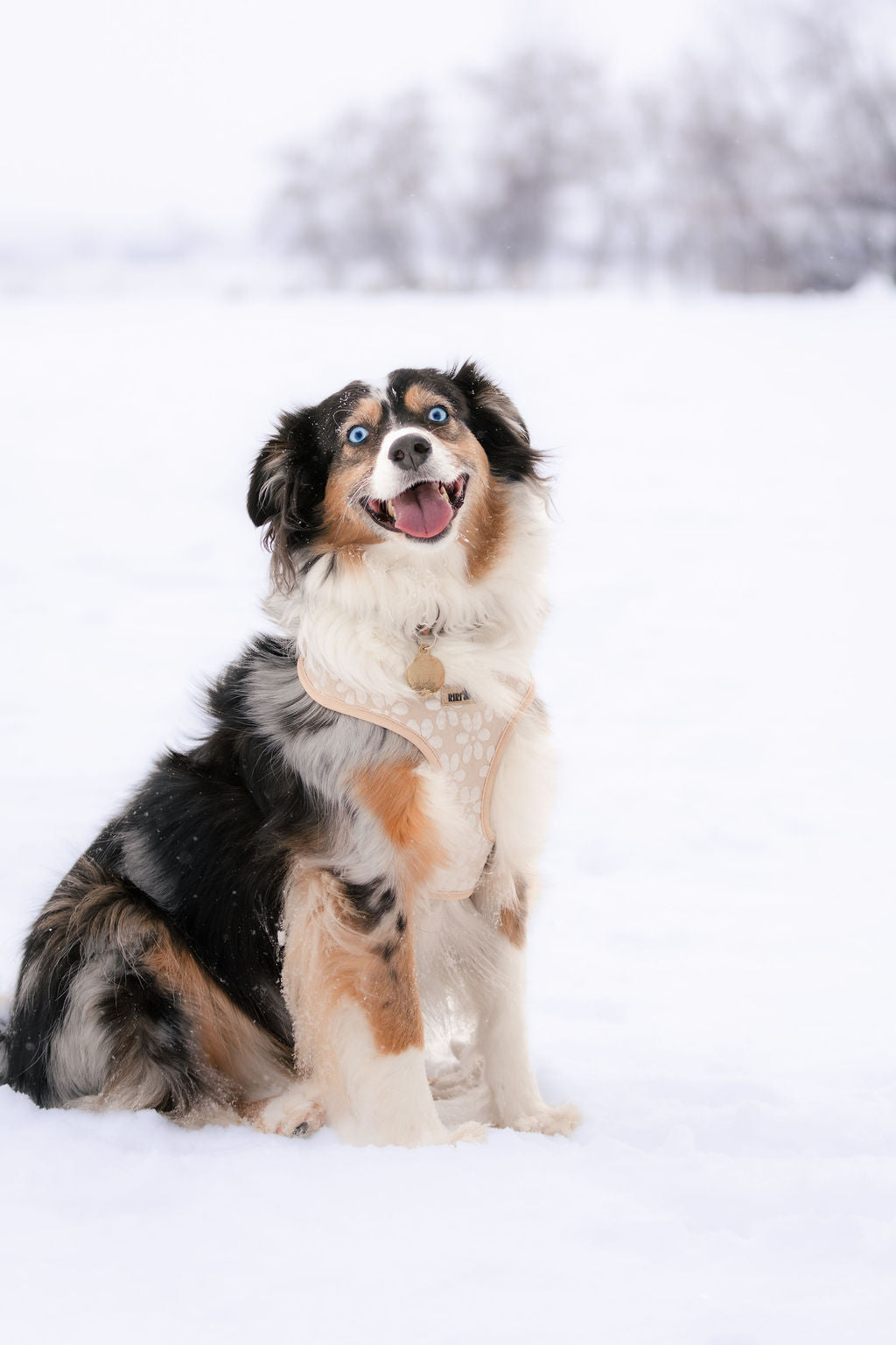 Harnais - Fleur de Sable