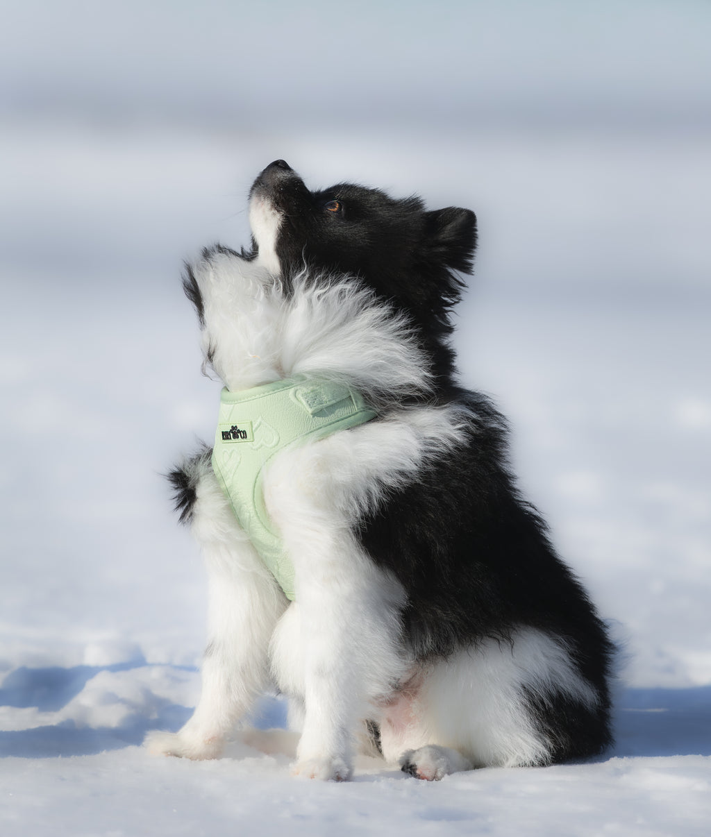 Harnais - Coeur de Mousse