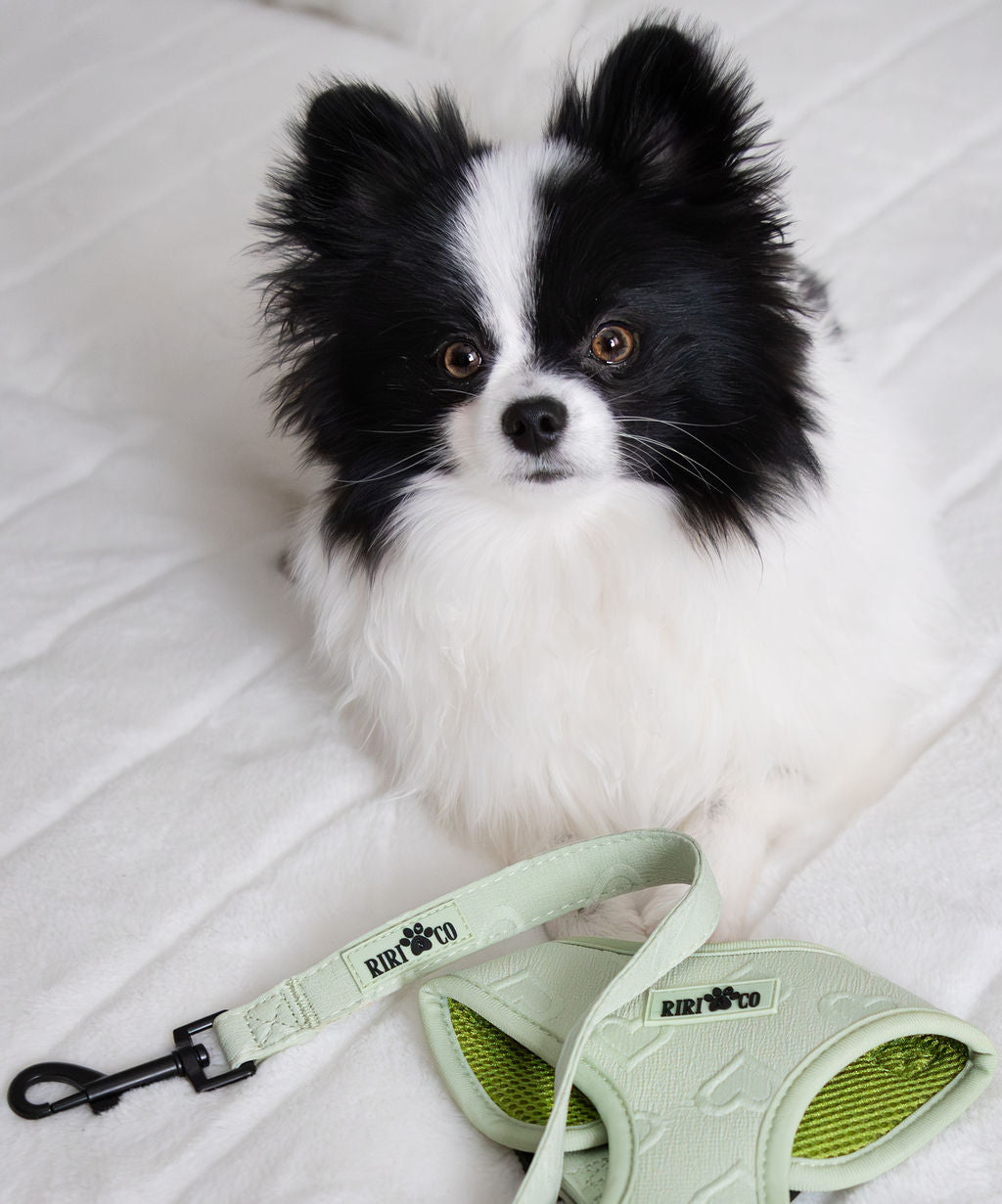 Laisse - Coeur de Mousse