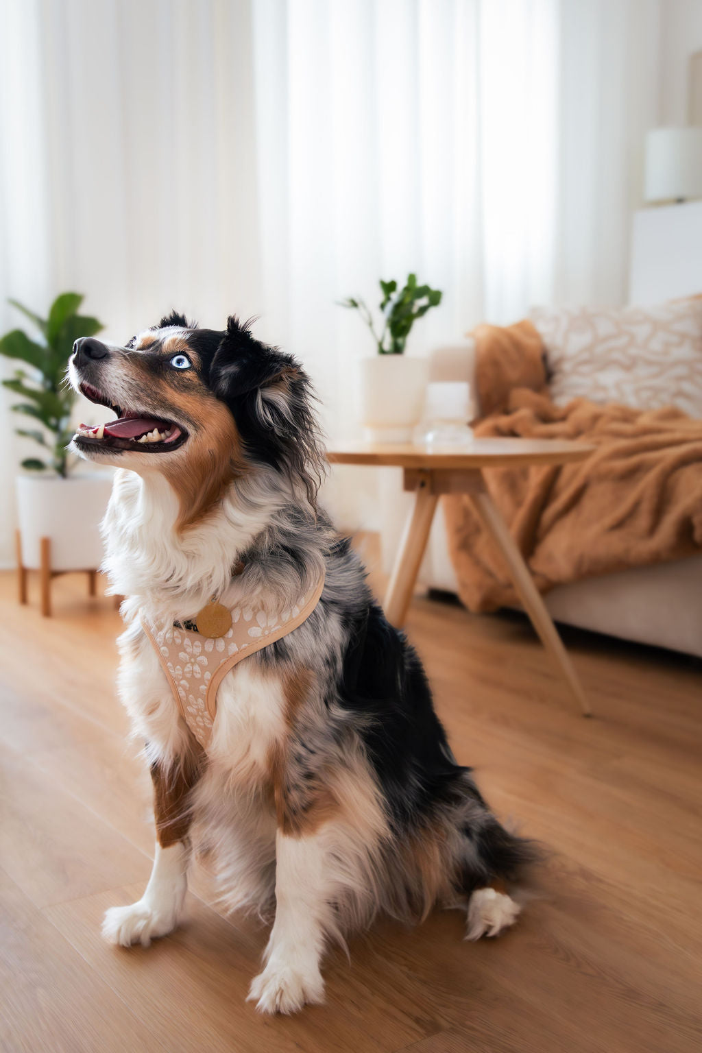 Harnais - Fleur de Sable