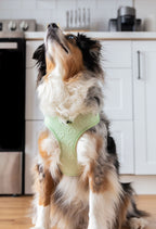 Harnais - Coeur de Mousse