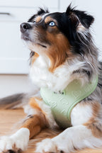 Harnais - Coeur de Mousse