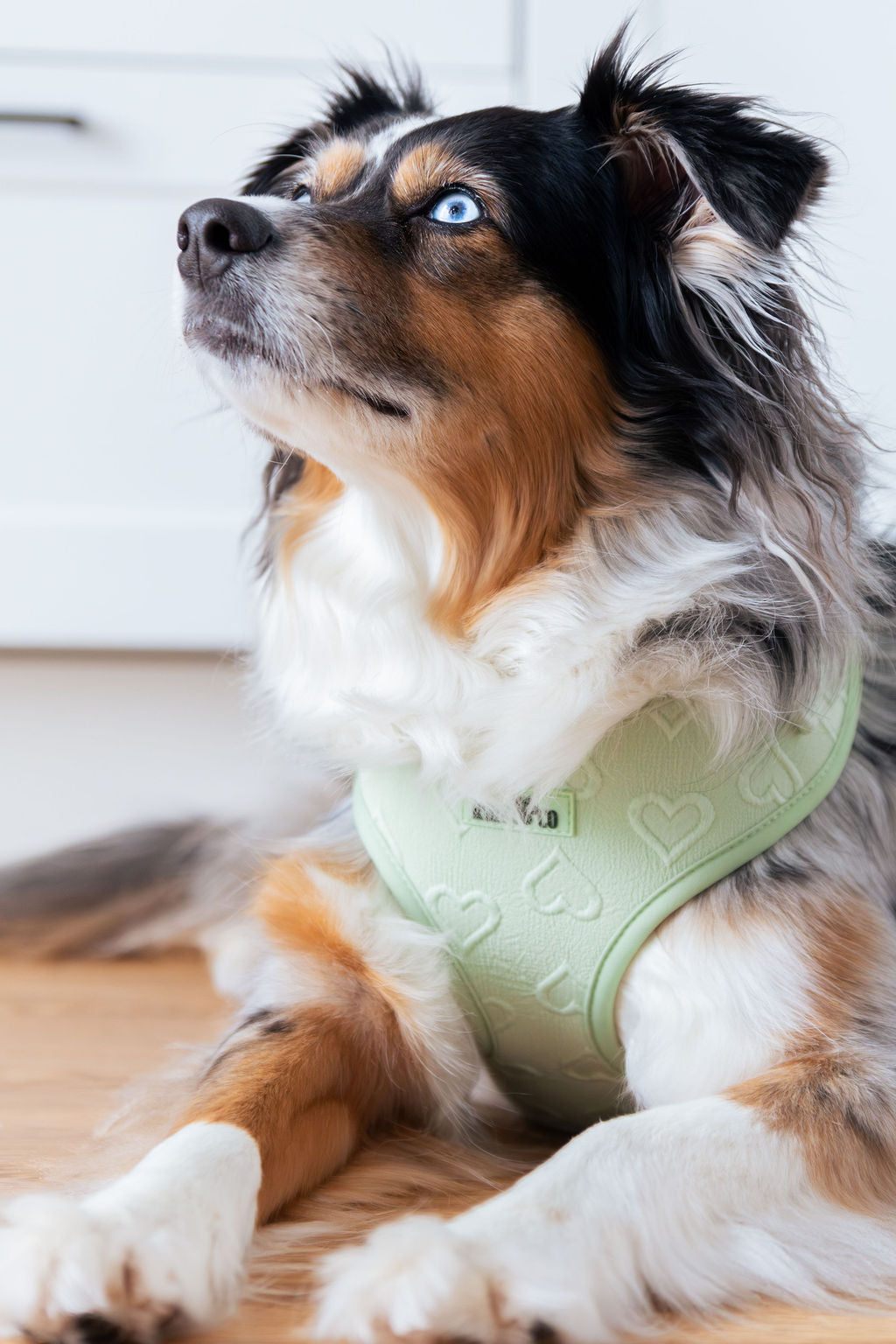 Harnais - Coeur de Mousse