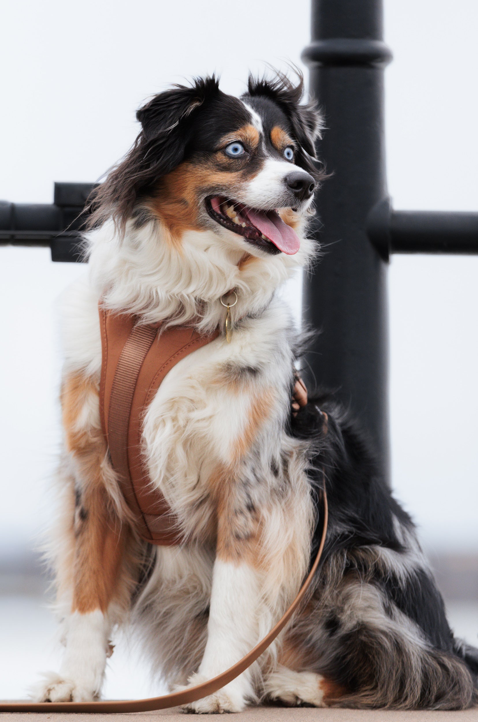 Harnais - Terre de Sienne