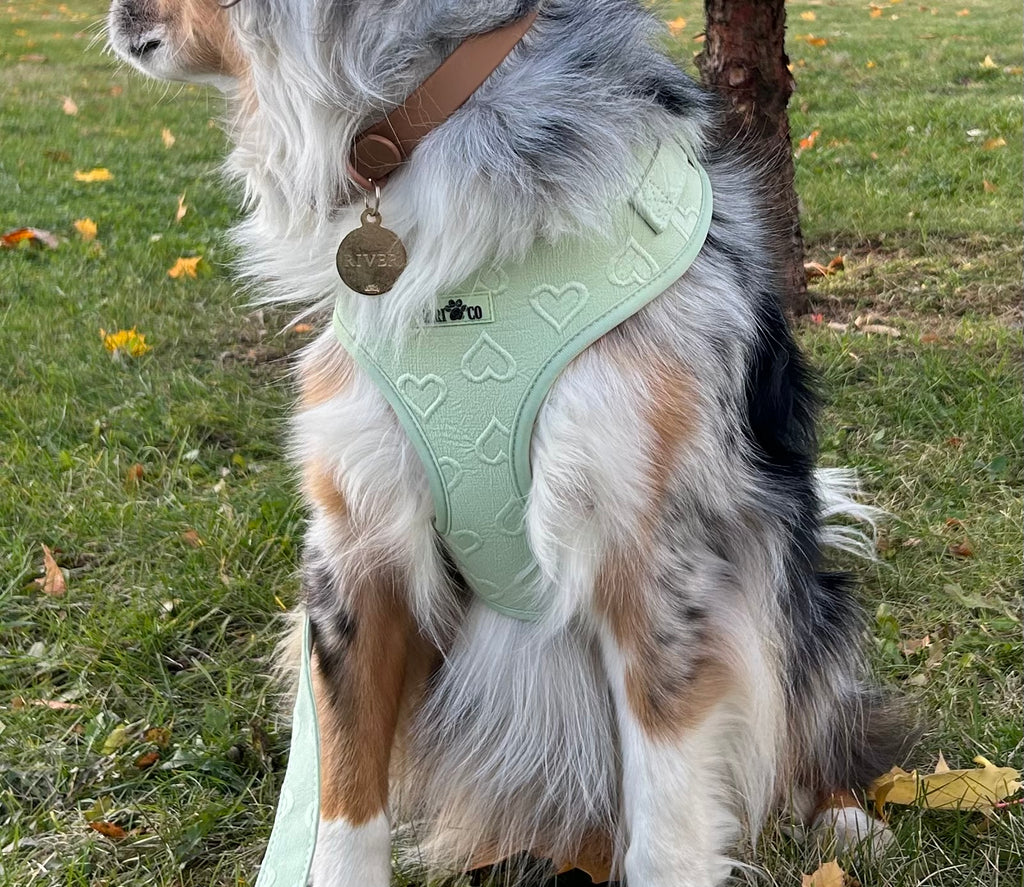 Harnais - Coeur de Mousse