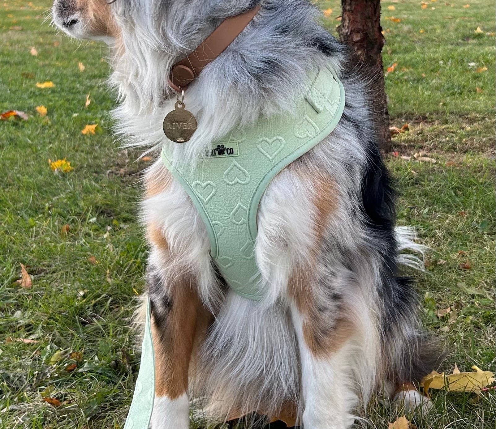 Harnais - Coeur de Mousse